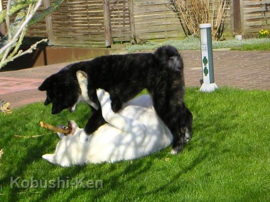 Kosho und Yuki beim Spielen.JPG - Kosho und Yuki beim Spielen